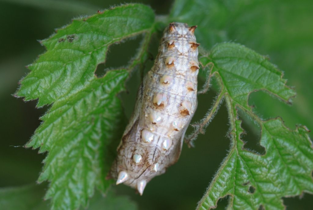 Bruco ID